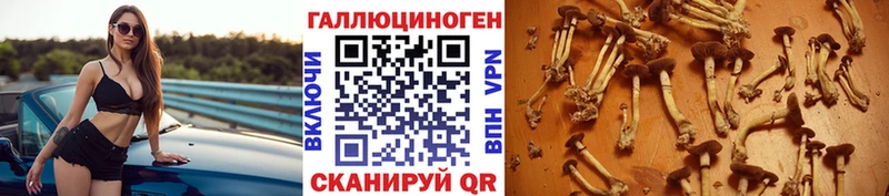 купить   Шали  Псилоцибиновые грибы прущие грибы 