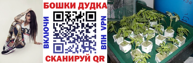 Канабис семена  Шали 
